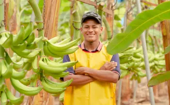 Banano Unibán
