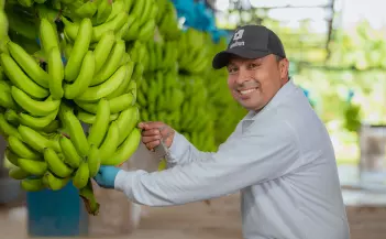 Banano Unibán
