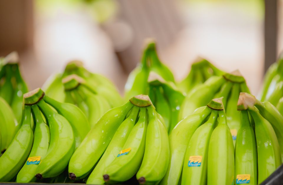 Banano de exportación