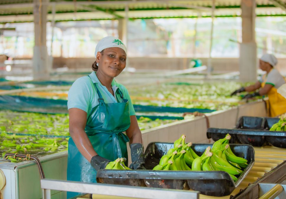 Banano colombiano de exportación